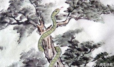 男蛇与女兔婚姻好不好 属于几等婚姻