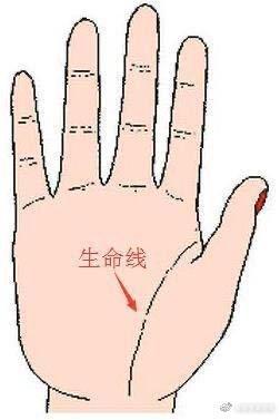 男人手相生命线图文详解 男人手中的生命线怎么看