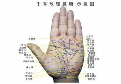 男人掌纹之生命线分析 男人手中的生命线有哪些意思