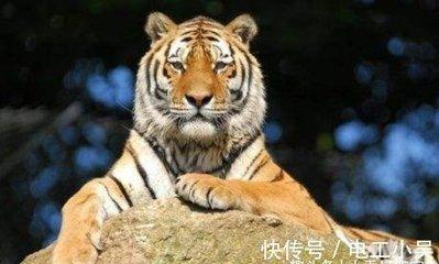 白日做梦打一生肖(白日做梦打一生肖是什么动物)