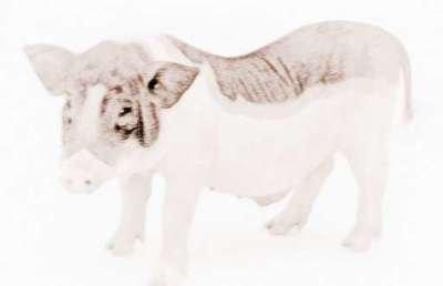 看83年生人一生财运的重点是83年属什么生肖 看83年生人一生财运的重点是83年属什么生肖