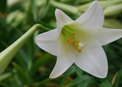 百合花的花语是什么 百合花的寓意