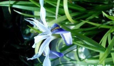 石斛兰的花语是什么 石斛兰的寓意