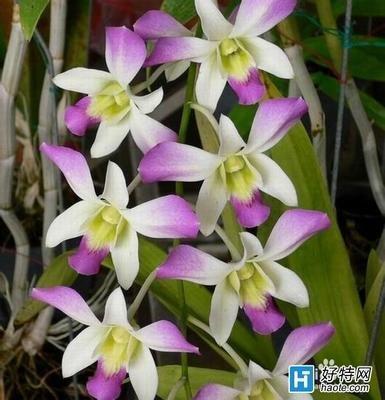 石斛兰的花语是什么 石斛兰的寓意