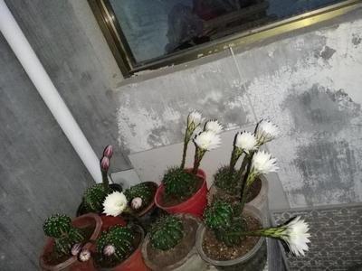 破坏家庭和谐的风水 家中最好不要出现