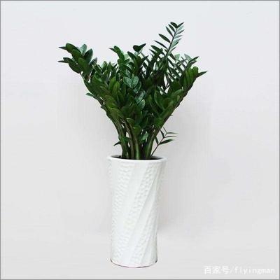 盘点:适合室内养的植物 及其风水效应 盘点:适合室内养的植物 及其风水效应