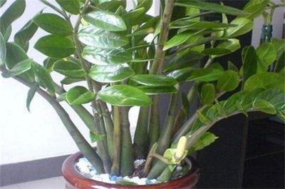 盘点:适合室内养的植物 及其风水效应 盘点:适合室内养的植物 及其风水效应