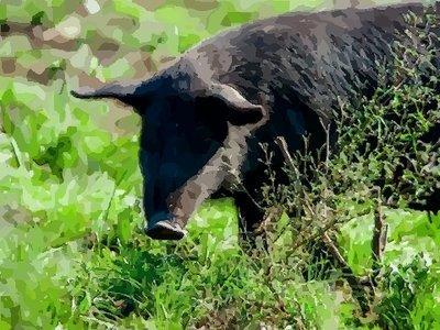 离开本命年后 生肖猪在2025年生活状态如何