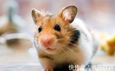 真诚代表什么生肖 最真诚的是哪几个生肖