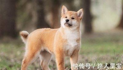 真诚和忠诚的是什么生肖 为人很忠诚