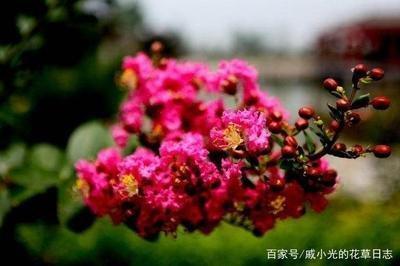 紫薇独坐什么性格(紫薇独坐什么意思)