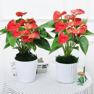 红掌花可以放屋里吗 红掌可以放在客厅吗