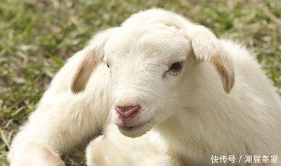 羊和哪个生肖当朋友最好 能有好的相处