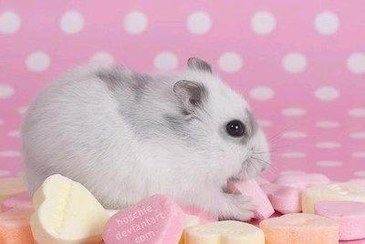 细说84年出生属鼠人的一生宿命是怎么样的