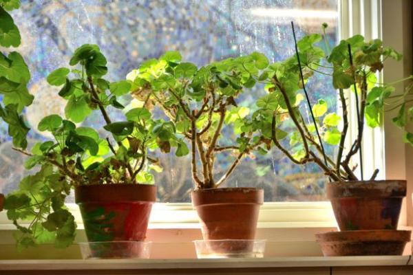 窗台放什么植物最招财(窗台放什么植物好)