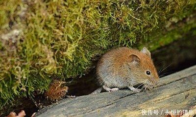 聪明绝顶的属什么生肖 天生就很聪明
