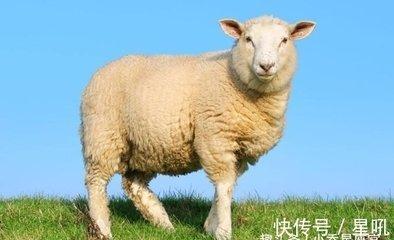 羊配什么生肖最好 属羊人与哪几个生肖配对好
