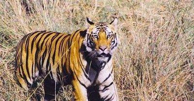 肖百奇2026年9月属虎者运势精华版