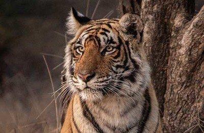 肖百奇2026年9月属虎者运势精华版