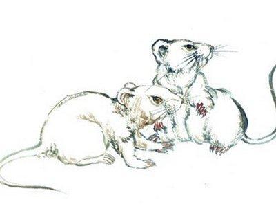 肖百奇2026年9月属鼠者运势精华版