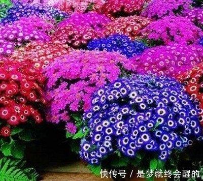 老婆属什么生肖最旺夫  娶到她们就是很幸运的