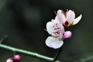 能够在2025下半年获得出色桃花运的生肖介绍