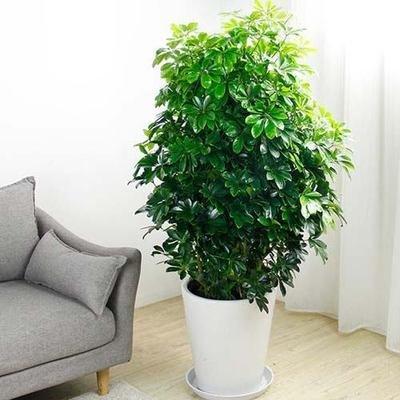 能够招财的风水植物 风水植物招财的有哪些