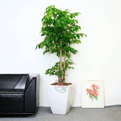 老板办公室放什么植物(适合领导办公室摆放的绿植)