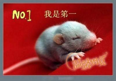 老板命的4大生肖 什么生肖的人注定能当老板