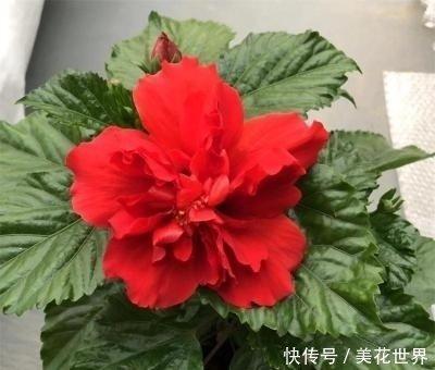 能嫁富豪的女人三种面相过上豪门生活 能嫁富豪的女人三种面相过上豪门生活