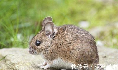 老鼠的生肖好不好 属鼠人会有好命吗