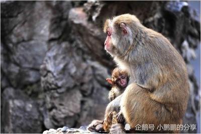 老鼠跟什么属相不合需远离 会带来哪些不利影响