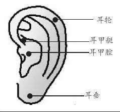 耳垂厚代表什么 耳垂厚面相是什么意思