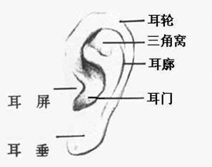 耳垂厚代表什么 耳垂厚面相是什么意思