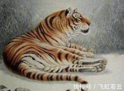 精力特别旺盛的生肖 总会不断地去拼搏
