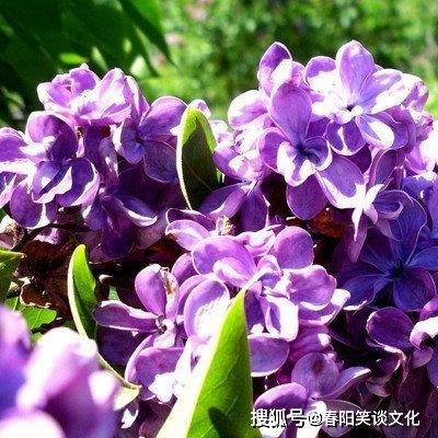 素颜最漂亮的生肖女 素颜也很美的生肖女是什么