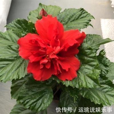素颜最漂亮的生肖女 素颜也很美的生肖女是什么