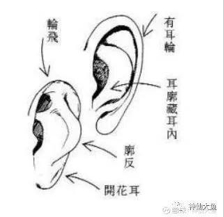 耳朵面相分析图解 带你了解耳朵面相