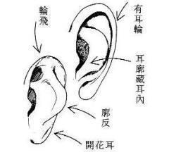 耳朵面相分析图解 教你看懂耳朵面相