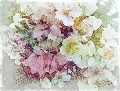荼蘼花在什么时候风水气运最为旺盛