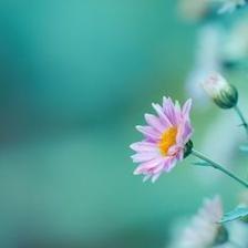 脾气比牛还倔的三大生肖女 脾气超级臭