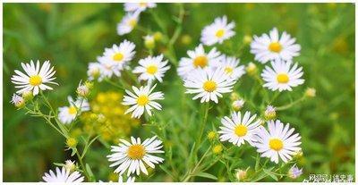 脾气比牛还倔的三大生肖女 脾气超级臭