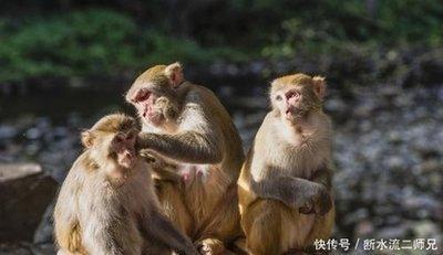 腊月出生属猴人的命运是好还是不好