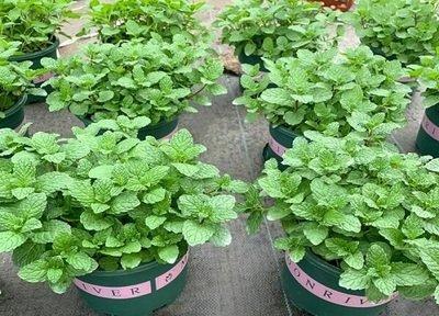 薄荷的功效与作用对财运有何帮助