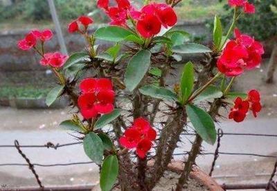 虎刺梅能放在屋里吗 屋里养虎刺梅有毒吗