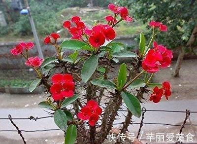 虎刺梅能放在屋里吗 屋里养虎刺梅有毒吗