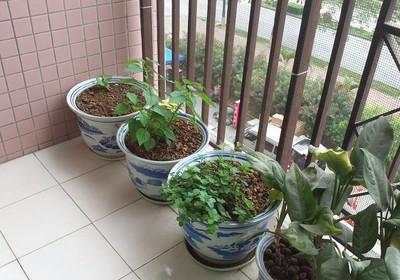 花盆摆放风水 你知道有哪些需要注意的吗