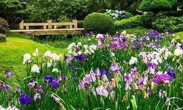 花菖蒲的花语是什么 花菖蒲代表意义