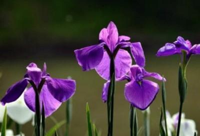 花菖蒲的花语是什么 花菖蒲代表意义
