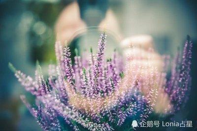 苏珊米勒2025年11月天秤座运势